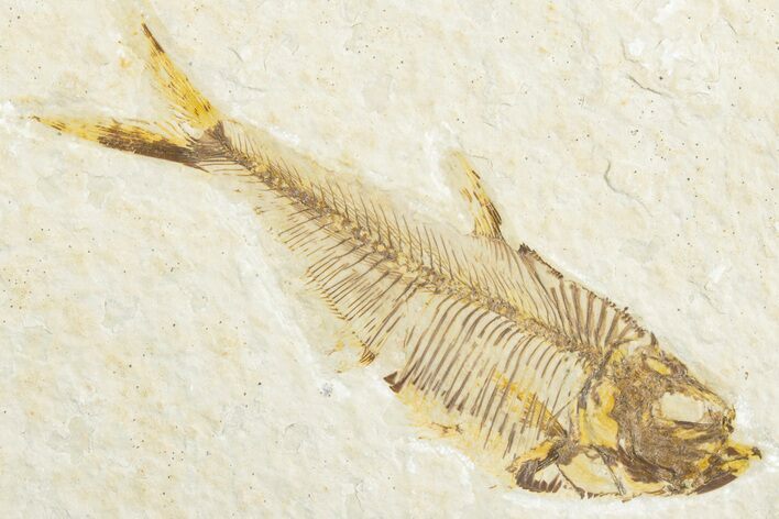 Bargain, Fossil Fish (Diplomystus) - Wyoming #346954